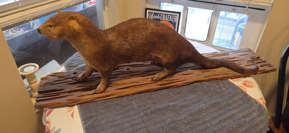 Taxidermied Otter